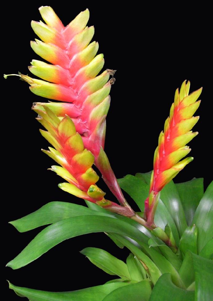 وریزیا ماریا